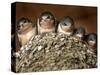 Five Baby Barn Swallows Peer out from Their Nest-null-Stretched Canvas