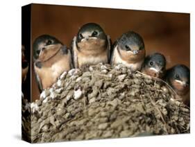 Five Baby Barn Swallows Peer out from Their Nest-null-Stretched Canvas