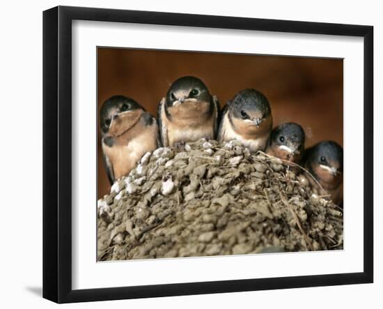 Five Baby Barn Swallows Peer out from Their Nest-null-Framed Photographic Print