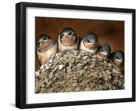 Five Baby Barn Swallows Peer out from Their Nest-null-Framed Photographic Print