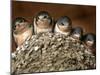 Five Baby Barn Swallows Peer out from Their Nest-null-Mounted Photographic Print
