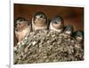 Five Baby Barn Swallows Peer out from Their Nest-null-Framed Photographic Print