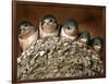 Five Baby Barn Swallows Peer out from Their Nest-null-Framed Photographic Print