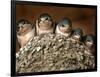 Five Baby Barn Swallows Peer out from Their Nest-null-Framed Photographic Print