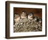 Five Baby Barn Swallows Peer out from Their Nest-null-Framed Photographic Print