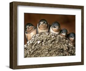 Five Baby Barn Swallows Peer out from Their Nest-null-Framed Photographic Print