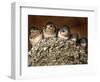 Five Baby Barn Swallows Peer out from Their Nest-null-Framed Photographic Print