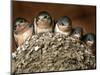 Five Baby Barn Swallows Peer out from Their Nest-null-Mounted Photographic Print