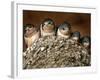 Five Baby Barn Swallows Peer out from Their Nest-null-Framed Photographic Print