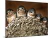 Five Baby Barn Swallows Peer out from Their Nest-null-Mounted Photographic Print