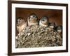 Five Baby Barn Swallows Peer out from Their Nest-null-Framed Photographic Print