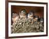 Five Baby Barn Swallows Peer out from Their Nest-null-Framed Photographic Print