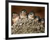 Five Baby Barn Swallows Peer out from Their Nest-null-Framed Photographic Print