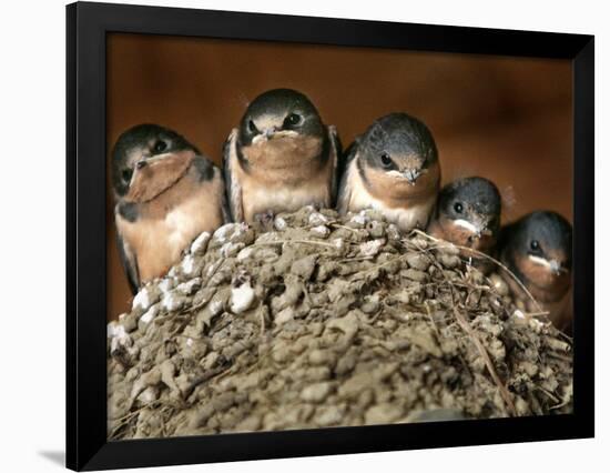 Five Baby Barn Swallows Peer out from Their Nest-null-Framed Photographic Print