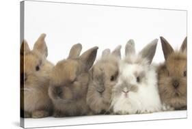 Five Baby Lionhead-Cross Rabbits in Line-Mark Taylor-Stretched Canvas