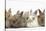 Five Baby Lionhead-Cross Rabbits in Line-Mark Taylor-Stretched Canvas