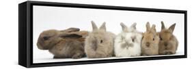 Five Baby Lionhead-Cross Rabbits in Line-Mark Taylor-Framed Stretched Canvas