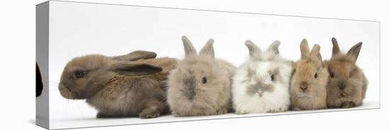 Five Baby Lionhead-Cross Rabbits in Line-Mark Taylor-Stretched Canvas