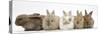 Five Baby Lionhead-Cross Rabbits in Line-Mark Taylor-Stretched Canvas