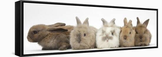 Five Baby Lionhead-Cross Rabbits in Line-Mark Taylor-Framed Stretched Canvas