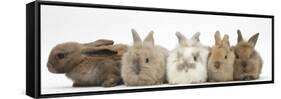 Five Baby Lionhead-Cross Rabbits in Line-Mark Taylor-Framed Stretched Canvas