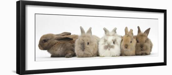 Five Baby Lionhead-Cross Rabbits in Line-Mark Taylor-Framed Premium Photographic Print