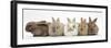 Five Baby Lionhead-Cross Rabbits in Line-Mark Taylor-Framed Premium Photographic Print