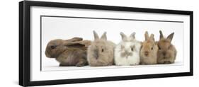 Five Baby Lionhead-Cross Rabbits in Line-Mark Taylor-Framed Photographic Print