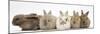 Five Baby Lionhead-Cross Rabbits in Line-Mark Taylor-Mounted Photographic Print
