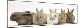 Five Baby Lionhead-Cross Rabbits in Line-Mark Taylor-Mounted Photographic Print