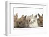 Five Baby Lionhead-Cross Rabbits in Line-Mark Taylor-Framed Photographic Print