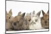 Five Baby Lionhead-Cross Rabbits in Line-Mark Taylor-Mounted Photographic Print