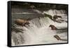 Five Bears Salmon Fishing at Brooks Falls-Nick Dale-Framed Stretched Canvas