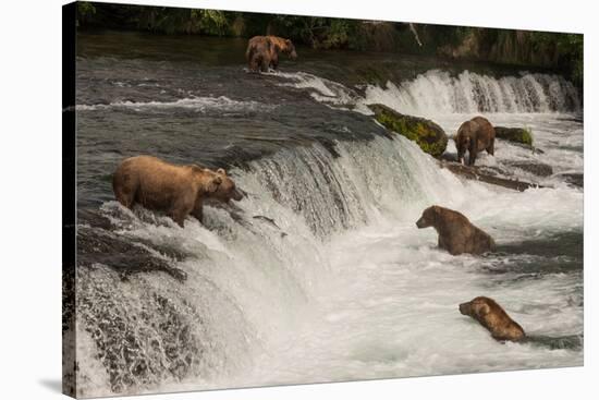 Five Bears Salmon Fishing at Brooks Falls-Nick Dale-Stretched Canvas