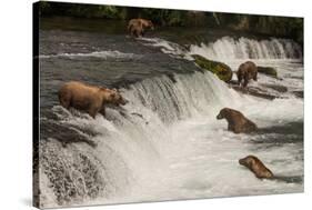 Five Bears Salmon Fishing at Brooks Falls-Nick Dale-Stretched Canvas
