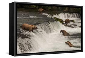 Five Bears Salmon Fishing at Brooks Falls-Nick Dale-Framed Stretched Canvas