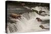 Five Bears Salmon Fishing at Brooks Falls-Nick Dale-Stretched Canvas