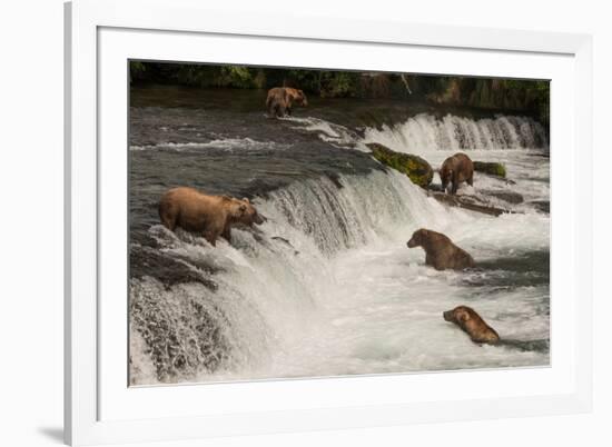 Five Bears Salmon Fishing at Brooks Falls-Nick Dale-Framed Photographic Print