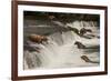 Five Bears Salmon Fishing at Brooks Falls-Nick Dale-Framed Photographic Print