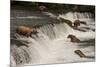 Five Bears Salmon Fishing at Brooks Falls-Nick Dale-Mounted Photographic Print