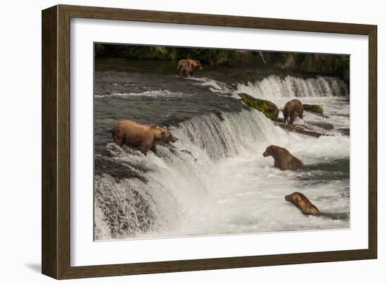 Five Bears Salmon Fishing at Brooks Falls-Nick Dale-Framed Photographic Print