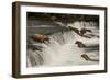 Five Bears Salmon Fishing at Brooks Falls-Nick Dale-Framed Photographic Print
