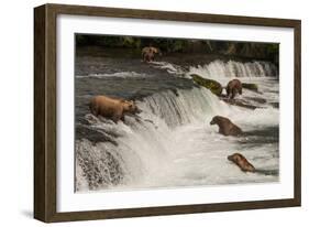 Five Bears Salmon Fishing at Brooks Falls-Nick Dale-Framed Photographic Print