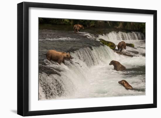 Five Bears Salmon Fishing at Brooks Falls-Nick Dale-Framed Photographic Print