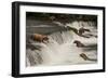 Five Bears Salmon Fishing at Brooks Falls-Nick Dale-Framed Photographic Print