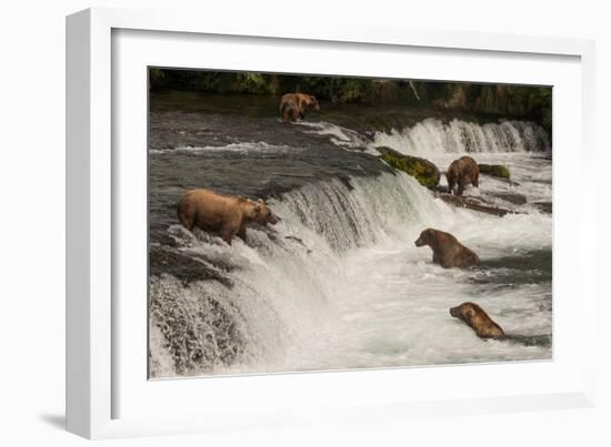 Five Bears Salmon Fishing at Brooks Falls-Nick Dale-Framed Photographic Print