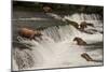 Five Bears Salmon Fishing at Brooks Falls-Nick Dale-Mounted Photographic Print