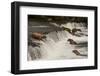 Five Bears Salmon Fishing at Brooks Falls-Nick Dale-Framed Photographic Print