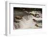 Five Bears Salmon Fishing at Brooks Falls-Nick Dale-Framed Photographic Print