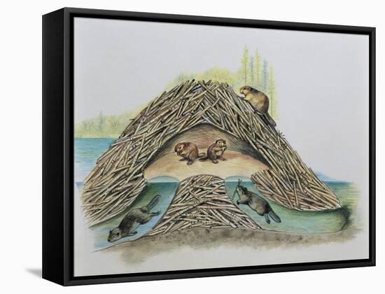 Five Beavers in their Den (Castor Fiber)-null-Framed Stretched Canvas